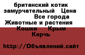 британский котик замурчательный › Цена ­ 12 000 - Все города Животные и растения » Кошки   . Крым,Керчь